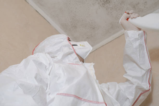 Home Mold Removal in Hazardville, CT