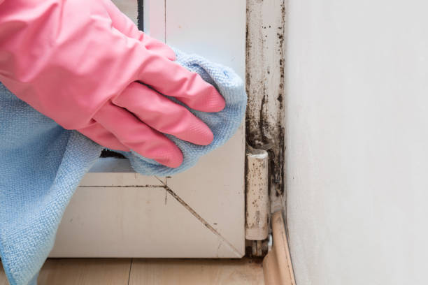 Trusted Hazardville, CT Mold Removal Experts